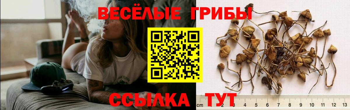 Галлюциногенные грибы прущие грибы  Вход с VPN  Тверь 